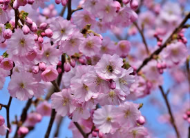 鲜艳亮丽的樱花图片