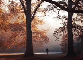 秋日森林清晨光影高清桌面壁纸